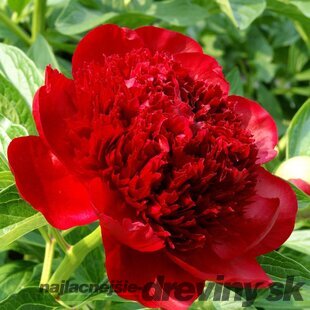 Pivónia krovitá Red Charm 30/40 cm, v črepníku 3l Paeonia suffruticosa