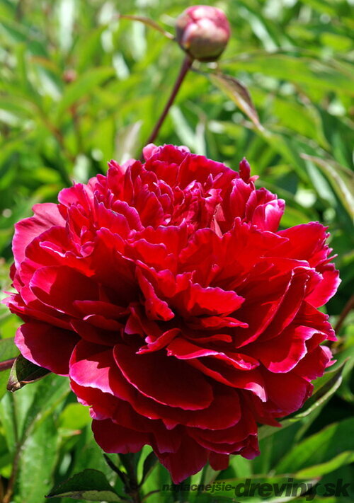 Pivónia krovitá Red Sarah Bernhardt , v črepníku 3l Paeonia suffruticosa