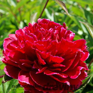 Pivónia krovitá Red Sarah Bernhardt , v črepníku 3l Paeonia suffruticosa