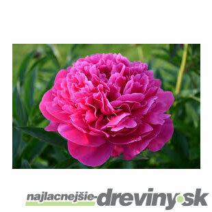 Pivónia Pink Supreme , výška 30/50 cm, v črepníku 3l Paeonia