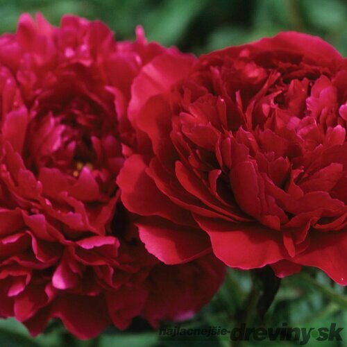 Pivónia Red Supreme , výška 30/50 cm, v črepníku 3l Paeonia