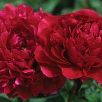 Pivónia Red Supreme , výška 30/50 cm, v črepníku 3l Paeonia