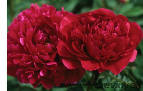 Pivónia Red Supreme , výška 30/50 cm, v črepníku 3l Paeonia