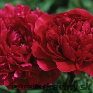 Pivónia Red Supreme, výška 30/50 cm, v črepníku 3l Paeonia