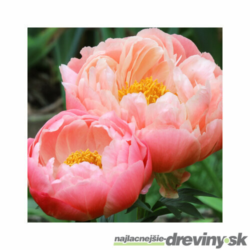 Pivónia Sarah Bernhardt 30/40 cm  , v črepníku  3l Paeonia