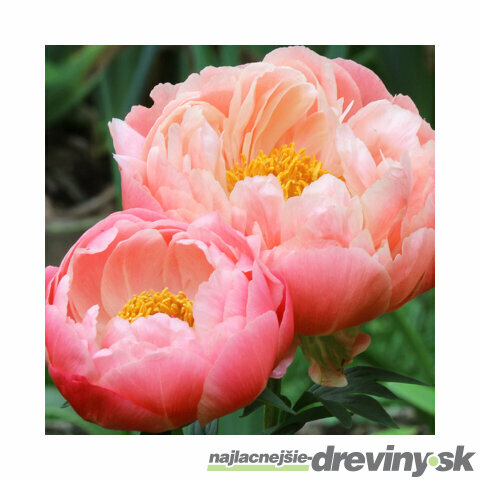 Pivónia Sarah Bernhardt 30/40 cm  , v črepníku  3l Paeonia