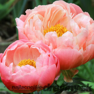 Pivónia Sarah Bernhardt 30/40 cm, v črepníku  3l Paeonia