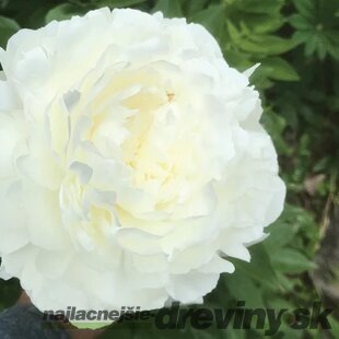 Pivónia Snow Supreme, výška 30/50 cm, v črepníku 3l Paeonia