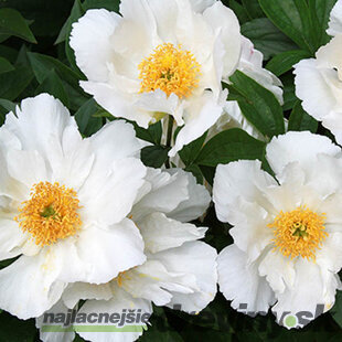 Pivónia White Wings 30/40 cm , v črepníku 3l Paeonia suffruticosa