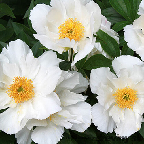 Pivónia White Wings 30/40 cm , v črepníku 3l Paeonia suffruticosa