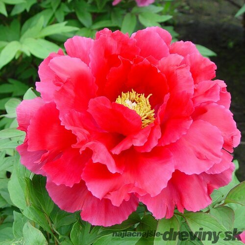 Pivonka krovitá - drevitá Red Bird, výška 15/25 cm, v črepníku Paeonia suffruticosa