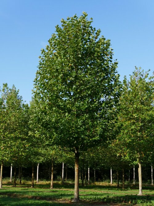 Platan javorolistý, výška 100/+ cm, v črepníku Platanus hispanica