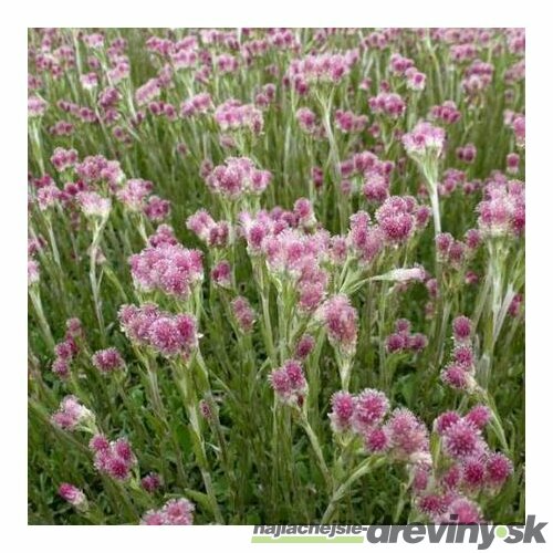 Plešivec dvojdomý Rubra, v črepníku P9, 10/15 cm Antennaria dioica Rubra