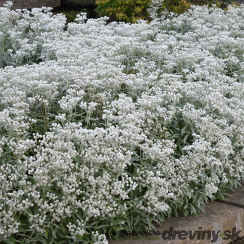 Plesňulka trojžilná, výška 10/15cm, v črepníku 2l Anaphalis triplinervis Sommerschnee