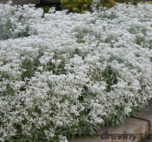 Plesňulka trojžilná, výška 10/15cm, v črepníku 2l Anaphalis triplinervis Sommerschnee