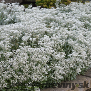 Plesňulka trojžilná, výška 10/15cm, v črepníku 2l Anaphalis triplinervis Sommerschnee