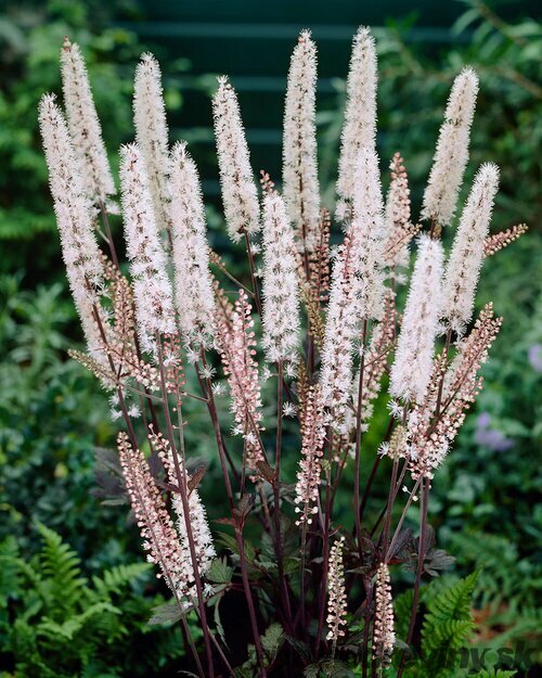 Ploštičník strapcovitý Brunette, v črepníku P9, 10/15 cm Actaea simplex Brunette