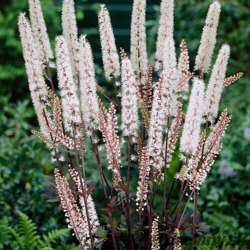 Ploštičník strapcovitý Brunette, v črepníku P9, 10/15 cm Actaea simplex Brunette