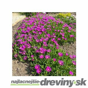 Poludňovka fialová v črepníku 15/20 cm Delosperma cooperi