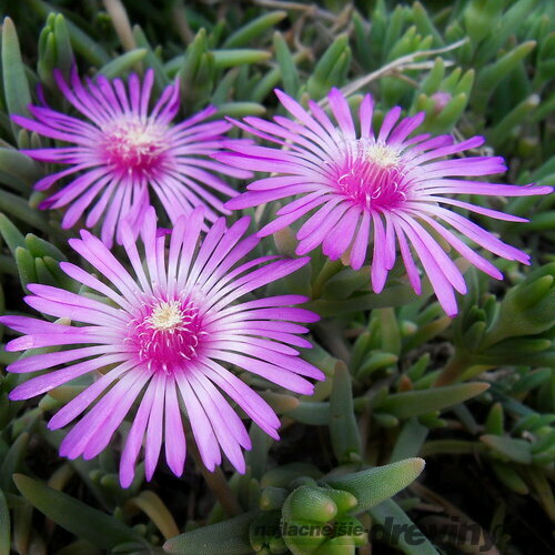 Poludňovka Sumdella Neon, výška 10/15 cm, v črepníku Delosperma cooperi Sumdella Neon