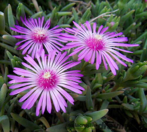 Poludňovka Sumdella Neon, výška 10/15 cm, v črepníku Delosperma cooperi Sumdella Neon