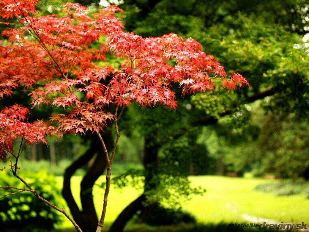 Prečo by ste mali mať Javor japonský vo svojej záhrade