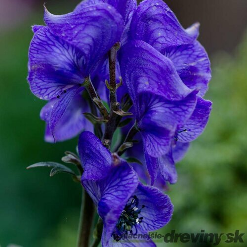 Prilbica Napellus, výška 10/15 cm, v črepníku P9 Aconitum henryi Napellus