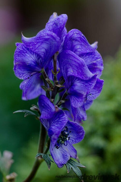 Prilbica Napellus, výška 10/15 cm, v črepníku P9 Aconitum henryi Napellus