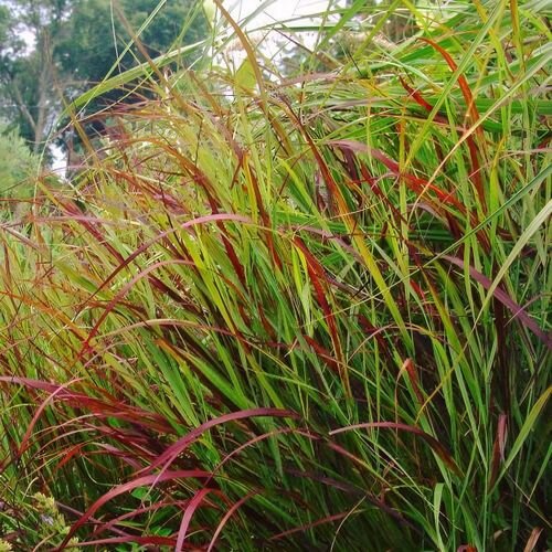 Proso prútnaté ‘Rotstrahlbusch‘ 30/40 cm v črepníku 2l Panicum virgatum ‘Rotstrahlbusch‘