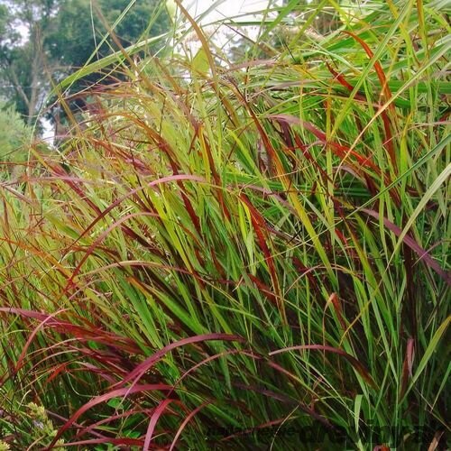 Proso prútnaté ‘Rotstrahlbusch‘ 30/40 cm v črepníku 2l Panicum virgatum ‘Rotstrahlbusch‘