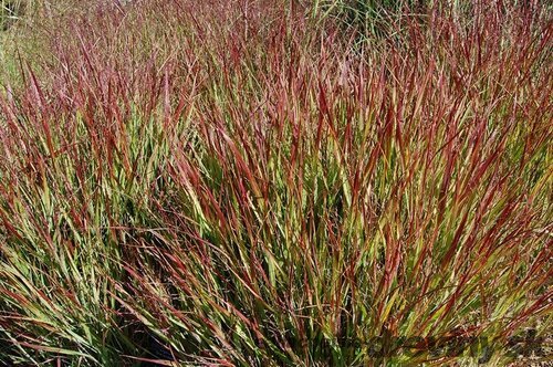 Proso prútnaté ‘Squaw‘ 30/40 cm v črepníku 2l Panicum virgatum ‘Squaw‘