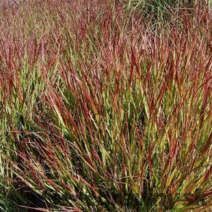 Proso prútnaté ‘Squaw‘ 30/40 cm v črepníku 2l Panicum virgatum ‘Squaw‘