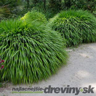 Rákosovka japonská ‘Greenhills‘ 20/40 cm v črepníku 2l Hakonechloa macra ‘Greenhills‘