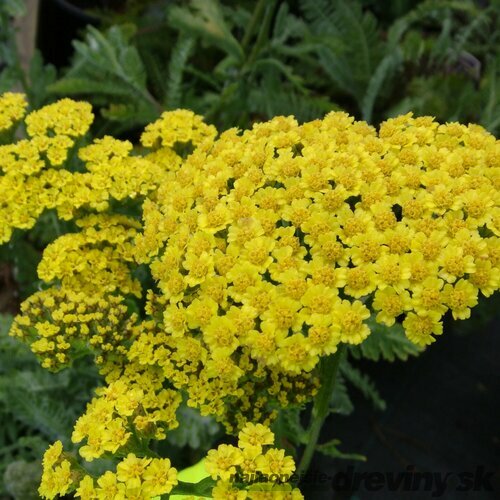 Rebríček obyčajný Moonshine, v črepníku P9, 10/15 cm Achillea millefolium Moonshine