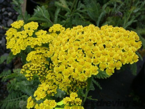 Rebríček obyčajný Moonshine, v črepníku P9, 10/15 cm Achillea millefolium Moonshine