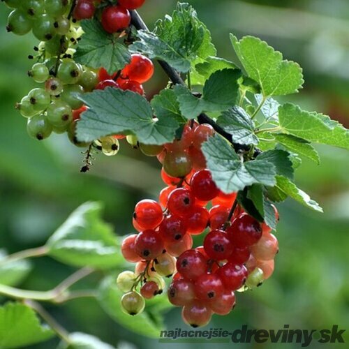 Ríbezľa alpínska ‘Schmidt‘, výška 50/+ cm, v črepníku 4l Ribes alpinum ‘Schmidt‘