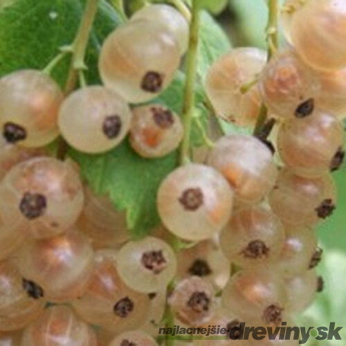 Ríbezľa Blanca biela, kríčková, voľnokorenná Ribes Sativa Blanca