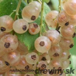 Ríbezľa Blanca biela, kríčková, voľnokorenná Ribes Sativa Blanca