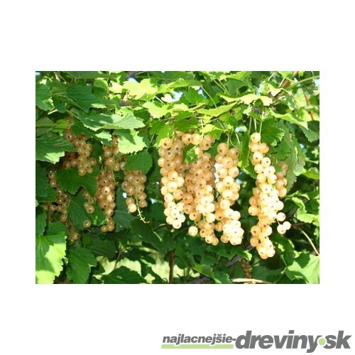 Ríbezľa Blanca biela, stromčeková, voľnokorenná Ribes Sativa Blanca