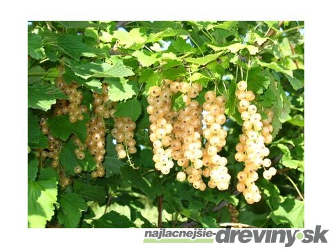 Ríbezľa Blanca biela, stromčeková, voľnokorenná Ribes Sativa Blanca