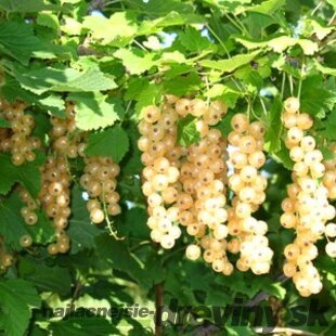 Ríbezľa Blanca biela, stromčeková, voľnokorenná Ribes Sativa Blanca