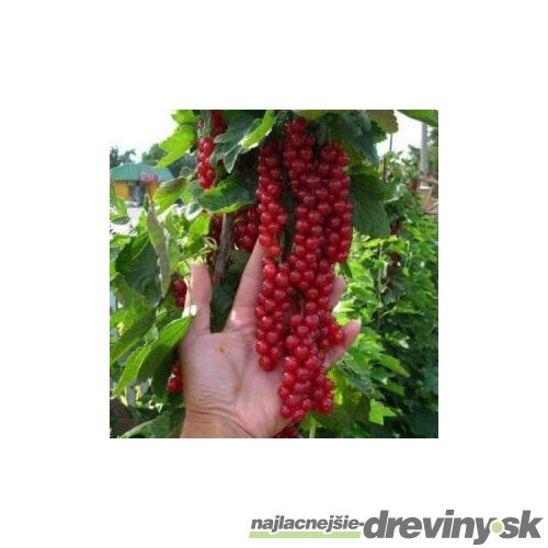 Ríbezľa červená DETVAN, stromčeková, voľnokorenná Ribes rubrum DETVAN