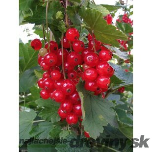 Ríbezľa červená (kríčková) Vitan, voľnokorenná Ribes rubrum Vitan