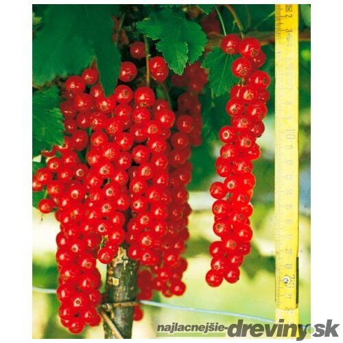 Ríbezľa červená (stromčeková) Rovada, voľnokorenná Ribes rubrum Rovada