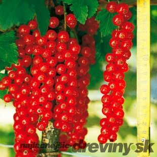 Ríbezľa červená (stromčeková) Rovada, voľnokorenná Ribes rubrum Rovada