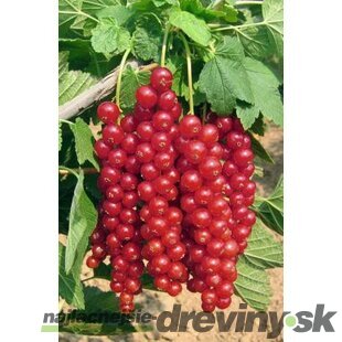 Ríbezľa červená (stromčeková) Vitan, voľnokorenná Ribes rubrum Vitan