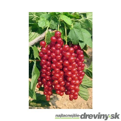 Ríbezľa červená (stromčeková) Vitan, voľnokorenná Ribes rubrum Vitan