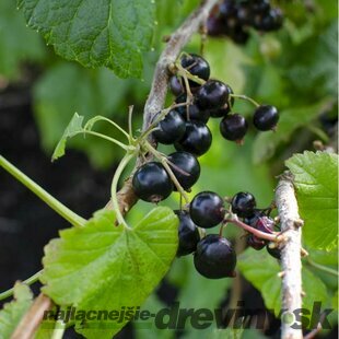 Ríbezľa čierna kmienková TITANIA, v črepníku Ribes rubrum TITANIA