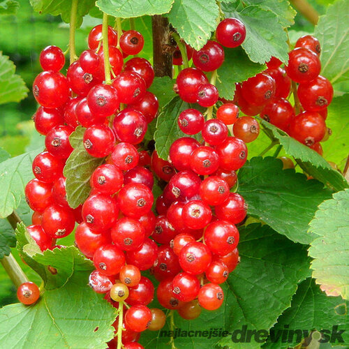 Ríbezľa (kríčková) Jonkheer van Tets, voľnokorenná Ribes Jonkheer van Tets