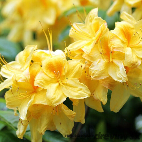 Rododendrón Anneke 40/60 cm v črepníku 5l Rhododendron Anneke